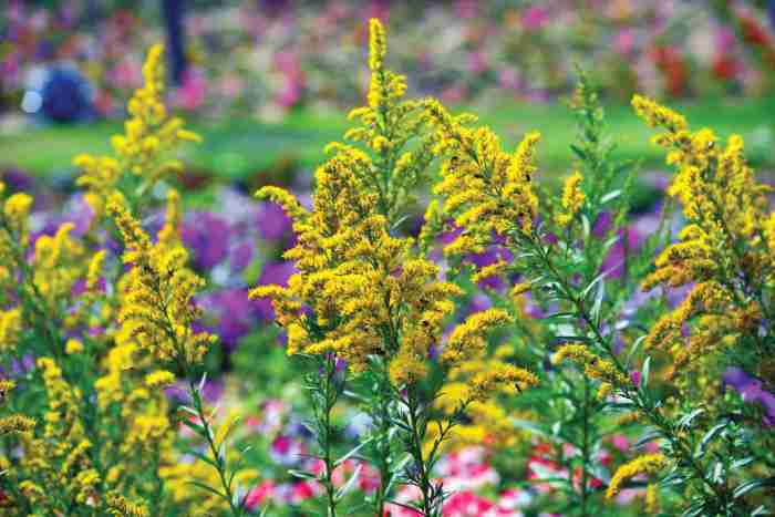 Flowers to plant in the fall