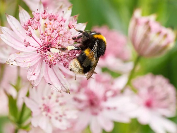 Flowers to plant in june