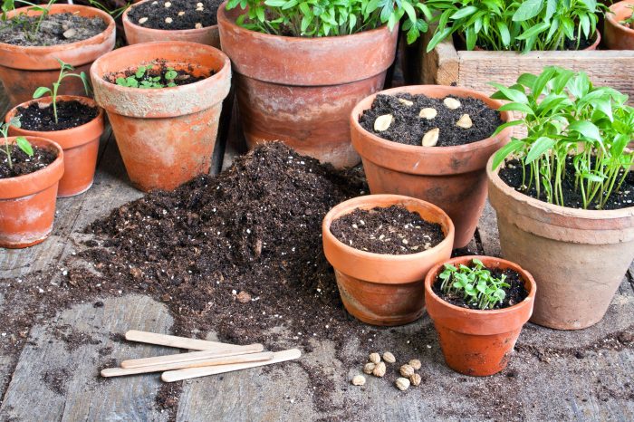 How to plant a pot of flowers